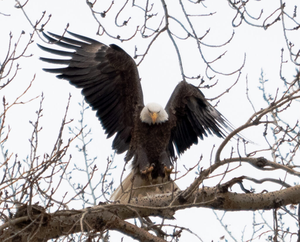 Bald eagle grabbing a stick for its nest.