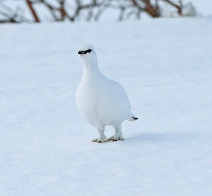 a white rock ptarmigan standing on top of snow.
