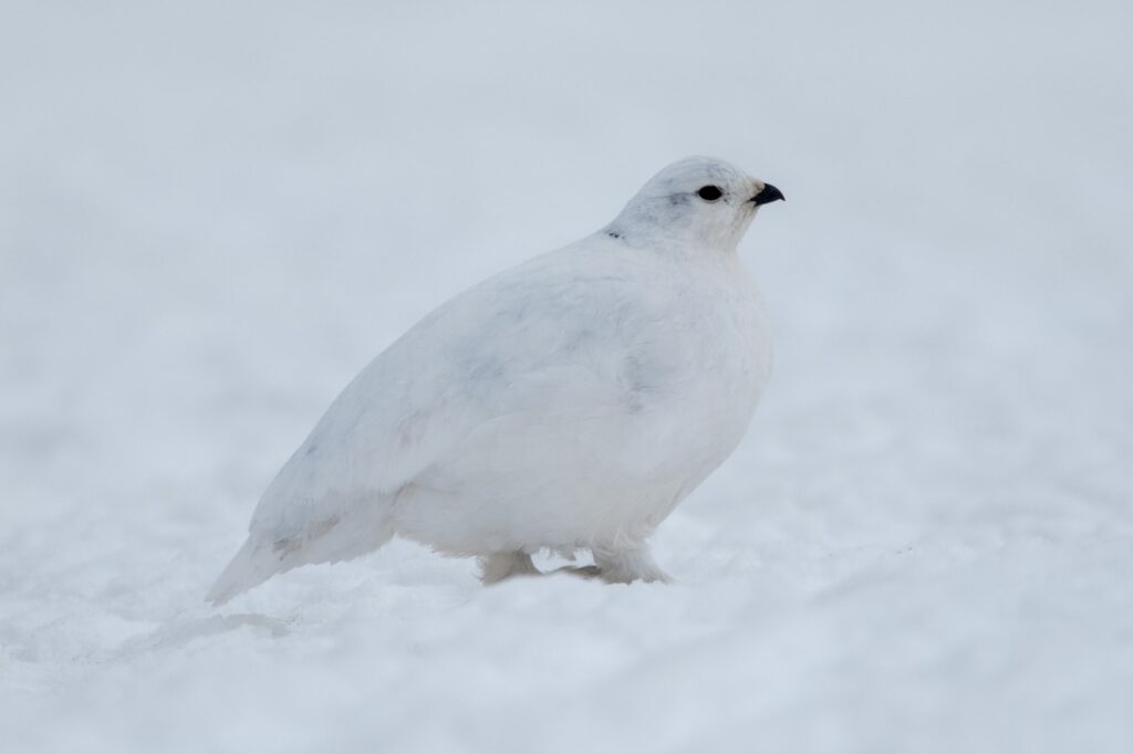 a white tailed ptarmigan standing in snow in the winter.