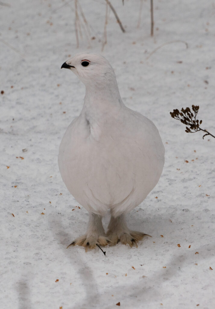 A willow ptarmigan standing in snow on a winter day, looking to the side,